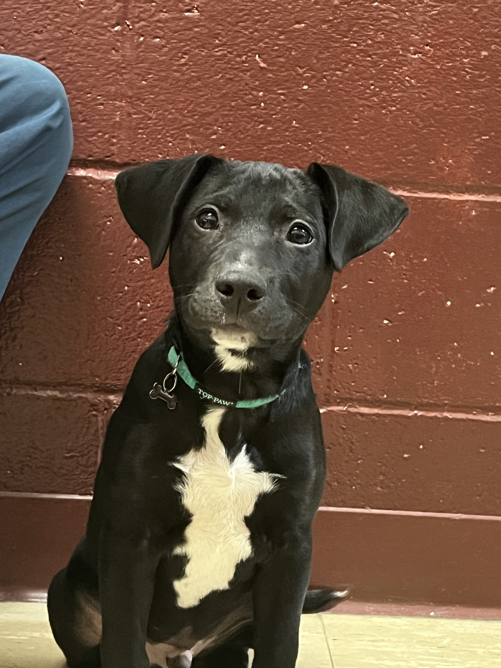 boxer german shepherd lab mix