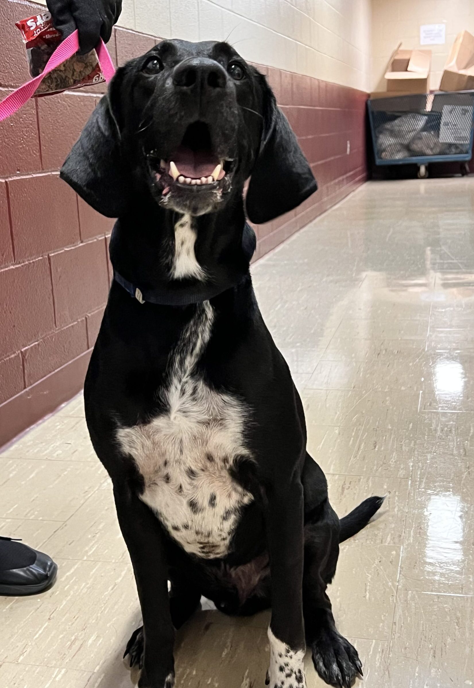 coonhound lab mix